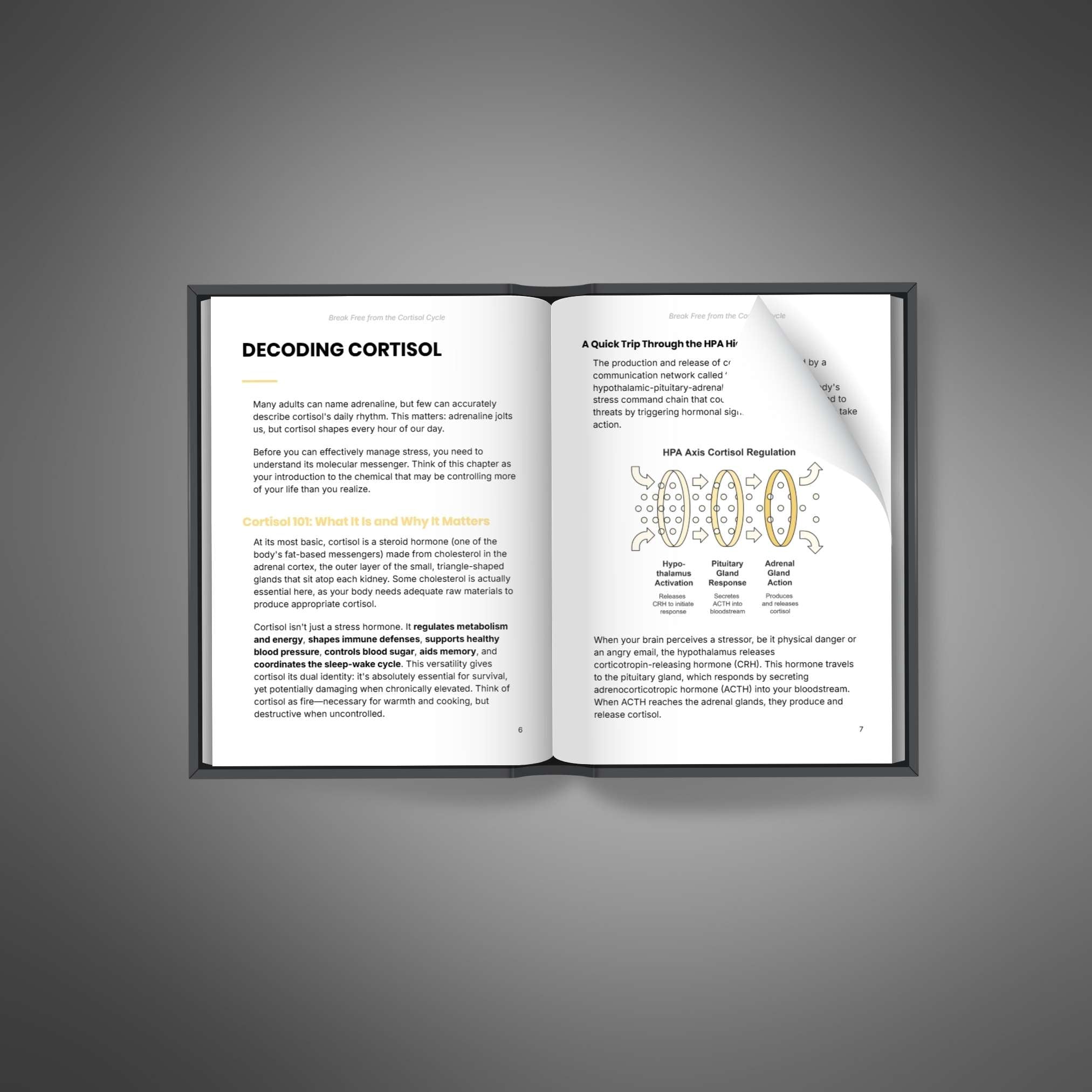 Break Free from the Cortisol Cycle